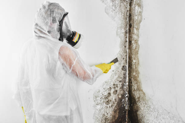 Best Affordable Mold Removal  in Powell, OH