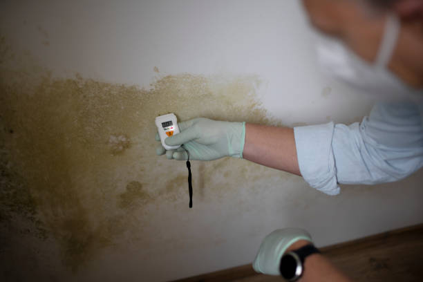 Best Professional Mold Removal  in Powell, OH
