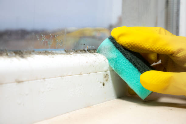 Best Crawl Space Mold Removal  in Powell, OH