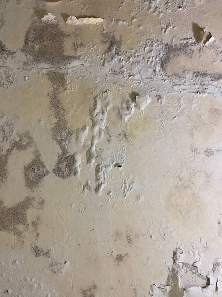 Best Certified Mold Removal  in Powell, OH