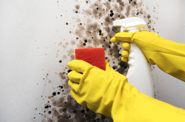 Best Commercial Mold Removal  in Powell, OH