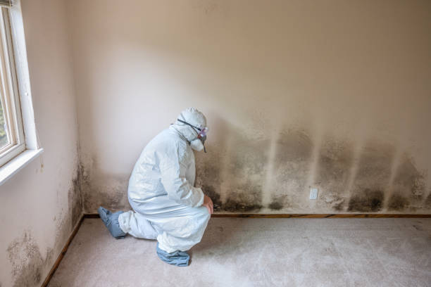Best Black Mold Removal  in Powell, OH