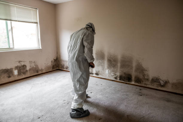 Best Local Mold Removal Service  in Powell, OH