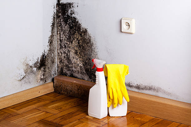 Best Mold Remediation Services  in Powell, OH