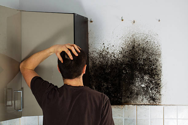 Certified Mold Removal in Powell, OH
