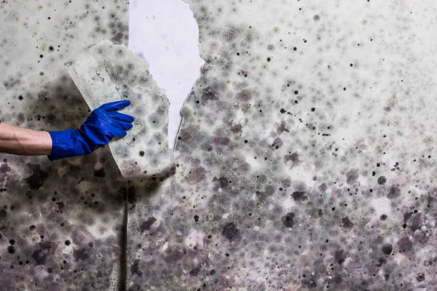 Best Attic Mold Removal  in Powell, OH