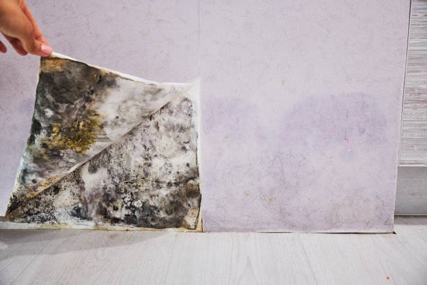 Best Mold Remediation  in Powell, OH